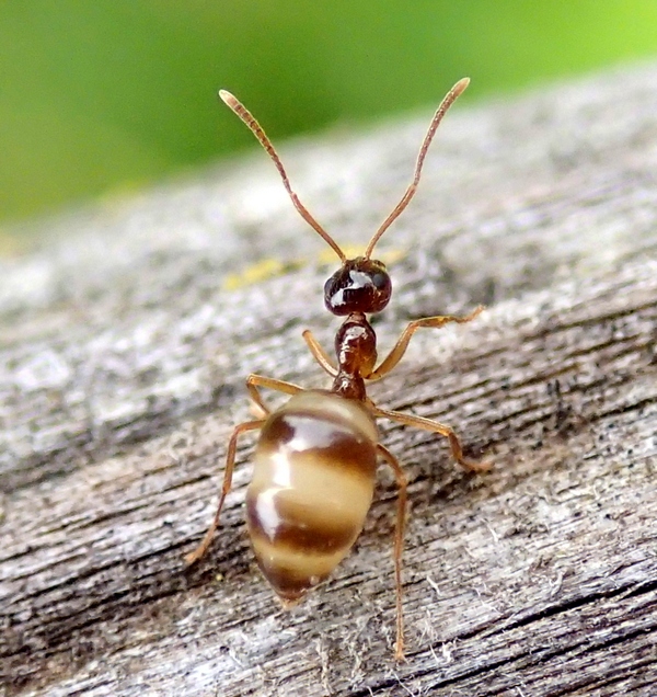 Formica con il pancione: Prenolepis nitens
